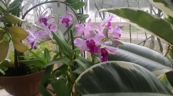 orchidea_aniko_kovacstol1