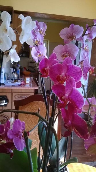 orchidea_aniko_kovacstol2