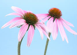 echinacea1