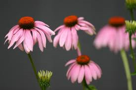 echinacea2